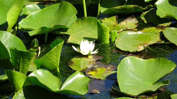 Foto - 244 bin liranız yoksa bu çiçeğin yanından geçmeyin