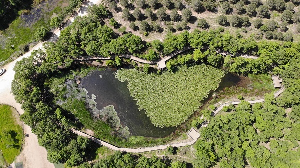 Foto - 244 bin liranız yoksa bu çiçeğin yanından geçmeyin