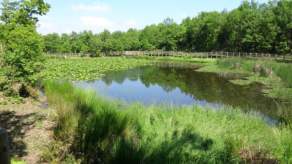 Foto - 244 bin liranız yoksa bu çiçeğin yanından geçmeyin