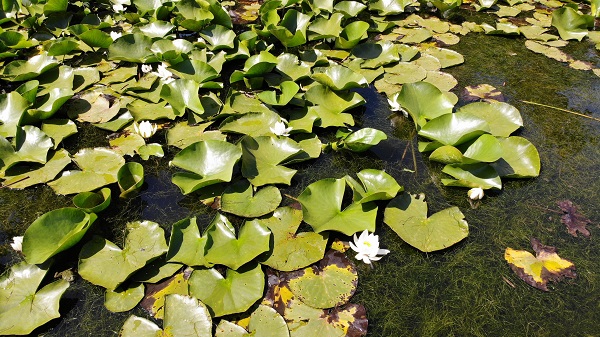 Foto - 244 bin liranız yoksa bu çiçeğin yanından geçmeyin