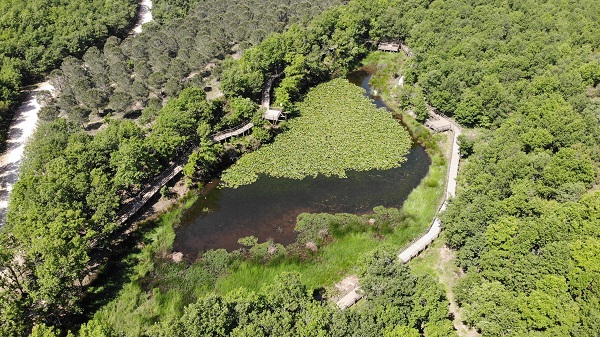 Foto - 244 bin liranız yoksa bu çiçeğin yanından geçmeyin