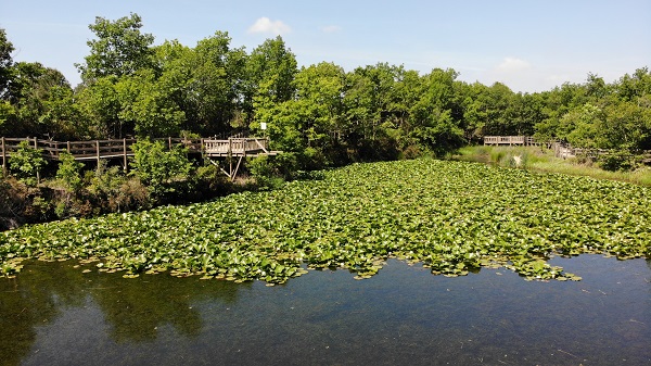 Foto - 244 bin liranız yoksa bu çiçeğin yanından geçmeyin