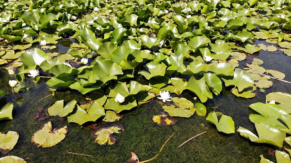 Foto - 244 bin liranız yoksa bu çiçeğin yanından geçmeyin