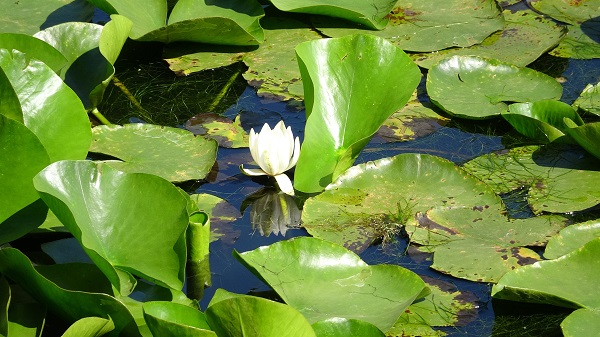 Foto - 244 bin liranız yoksa bu çiçeğin yanından geçmeyin