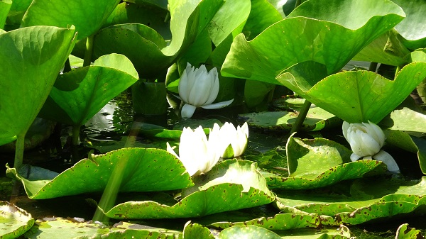 Foto - 244 bin liranız yoksa bu çiçeğin yanından geçmeyin