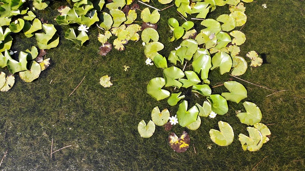 Foto - 244 bin liranız yoksa bu çiçeğin yanından geçmeyin