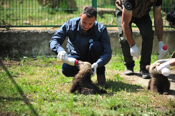 Foto - 2,5 aylık sevimli ayılar barınağın yeni maskotları oldu