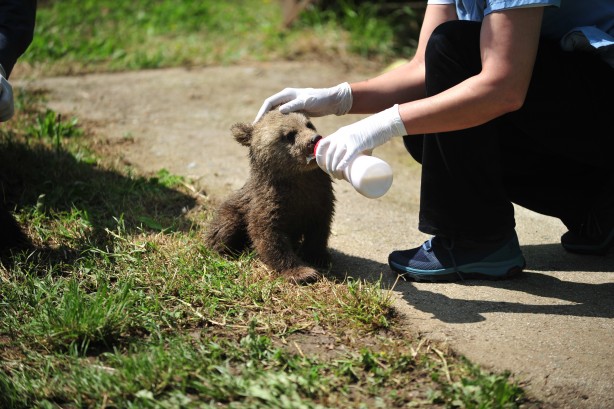 Foto - 2,5 aylık sevimli ayılar barınağın yeni maskotları oldu