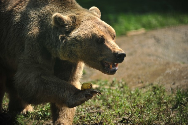 Foto - 2,5 aylık sevimli ayılar barınağın yeni maskotları oldu