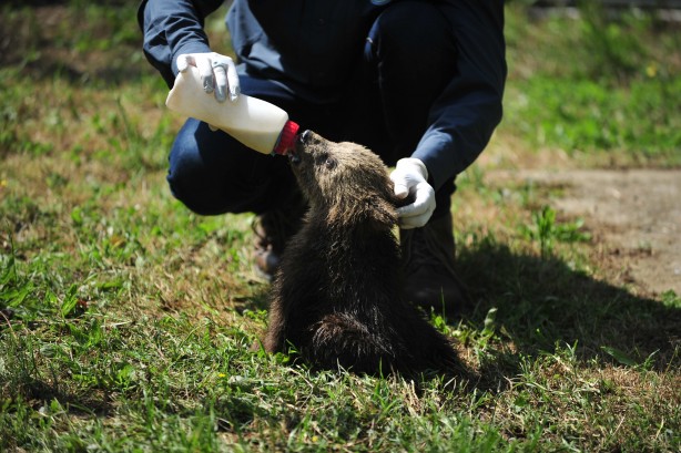 Foto - 2,5 aylık sevimli ayılar barınağın yeni maskotları oldu