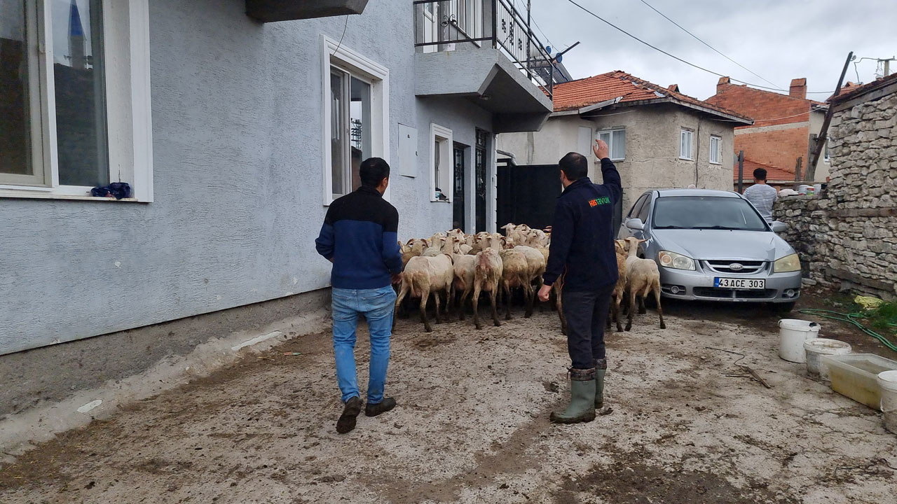 Foto - 25 koyun telef oldu! Ağıla giren kurtlar dehşet saçtı