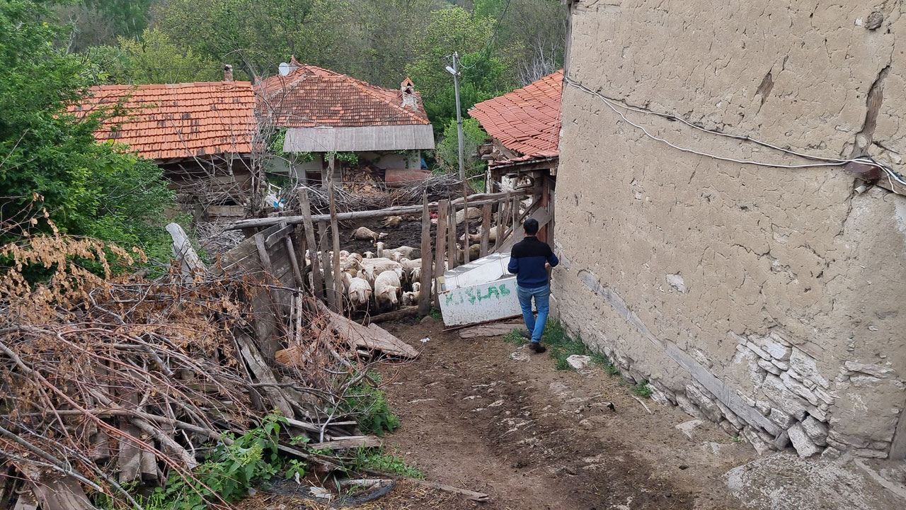25 koyun telef oldu! Ağıla giren kurtlar dehşet saçtı