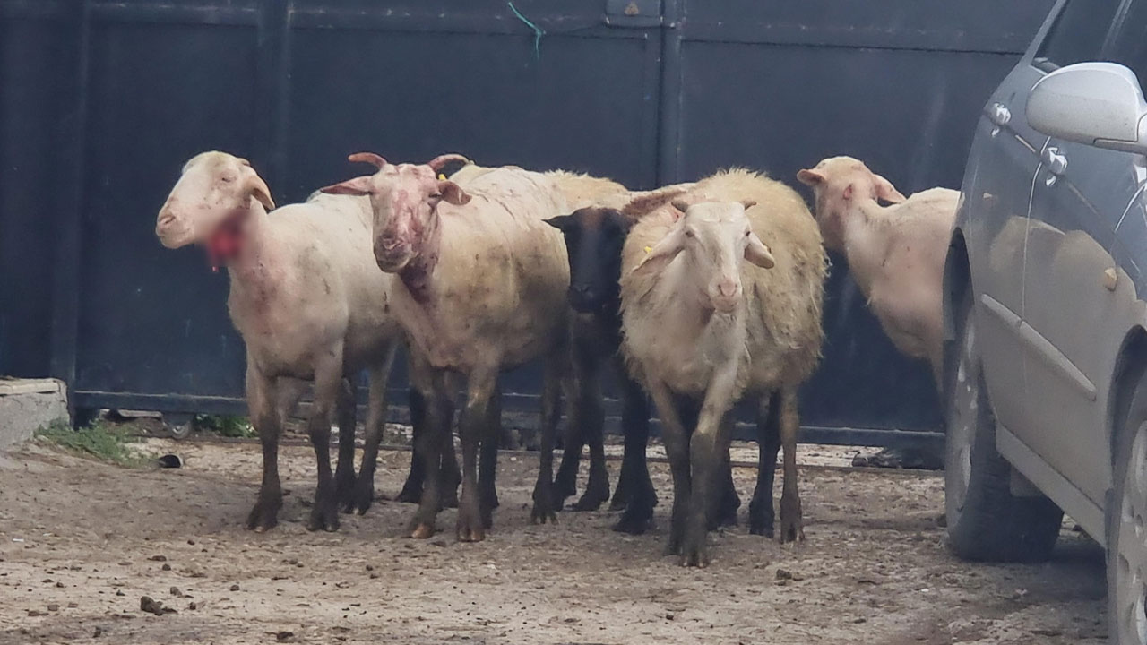 Foto - 25 koyun telef oldu! Ağıla giren kurtlar dehşet saçtı