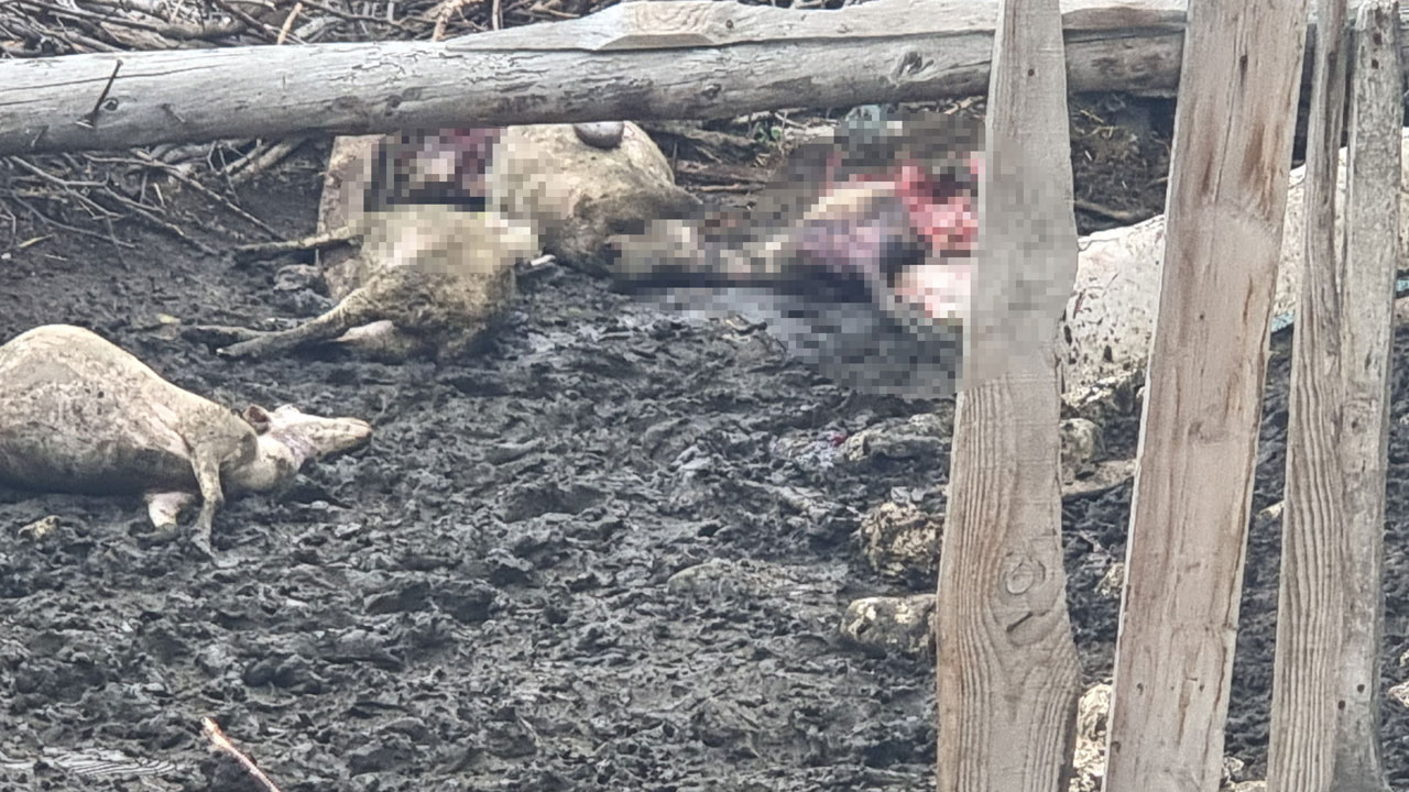 Foto - 25 koyun telef oldu! Ağıla giren kurtlar dehşet saçtı