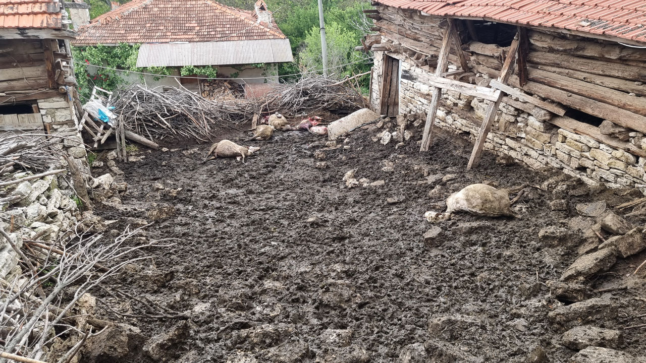 Foto - 25 koyun telef oldu! Ağıla giren kurtlar dehşet saçtı