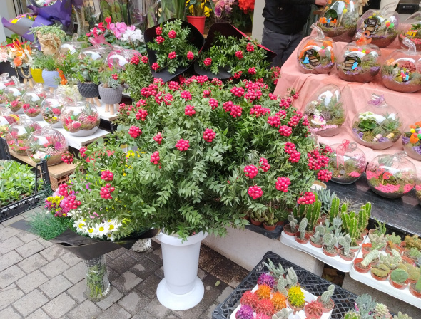 Foto - 25 liraya ev sahibi olmak için çiçekçiğe akın ediyorlar