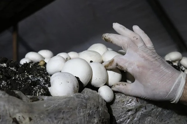 Foto - 25 taneyle başladı! Şimdi paraya para demiyor