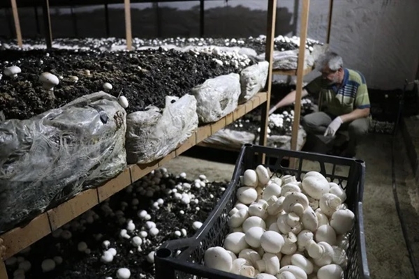 Foto - 25 taneyle başladı! Şimdi paraya para demiyor