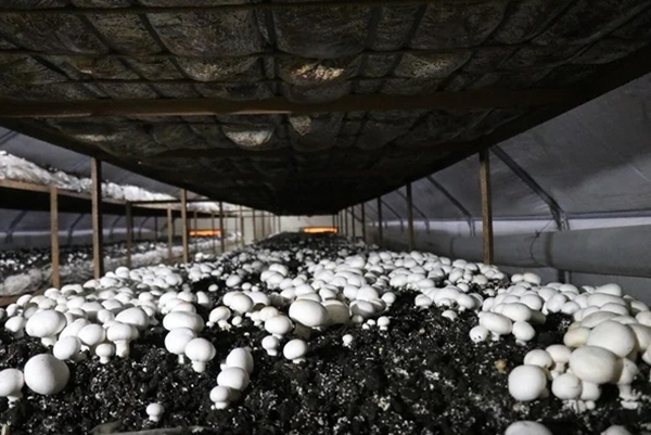 Foto - 25 taneyle başladı! Şimdi paraya para demiyor