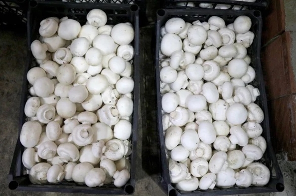 Foto - 25 taneyle başladı! Şimdi paraya para demiyor