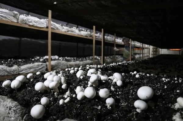 Foto - 25 taneyle başladı! Şimdi paraya para demiyor