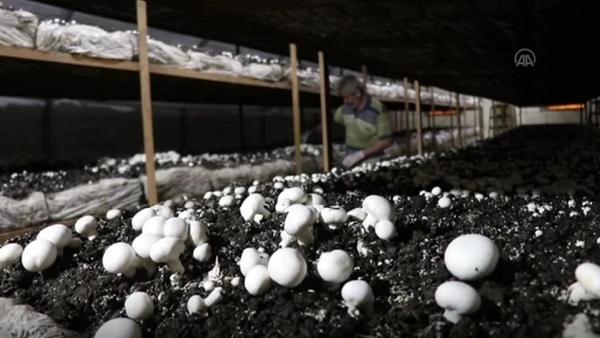 Foto - 25 taneyle başladı! Şimdi paraya para demiyor