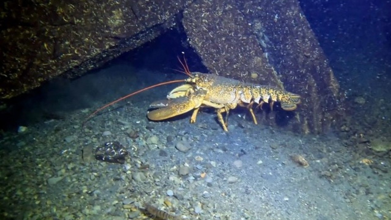 Foto - 26 yıl sonra görüntülendi: Gölcük'teki batık mahalle gün yüzüne çıktı!