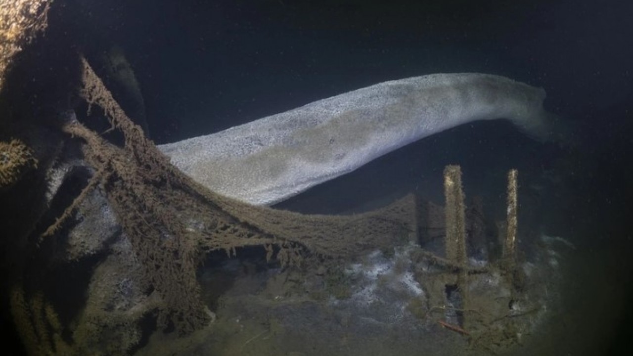 Foto - 26 yıl sonra görüntülendi: Gölcük'teki batık mahalle gün yüzüne çıktı!