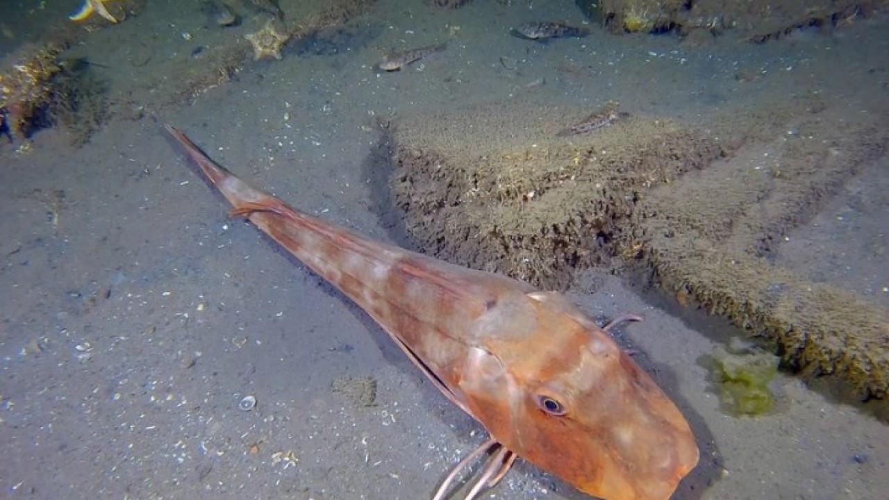 Foto - 26 yıl sonra görüntülendi: Gölcük'teki batık mahalle gün yüzüne çıktı!