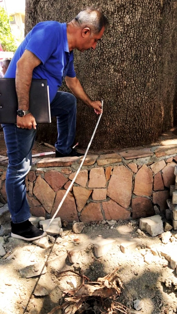 270 yıllık anıt ağaca zarar verenler hakkında harekete geçildi