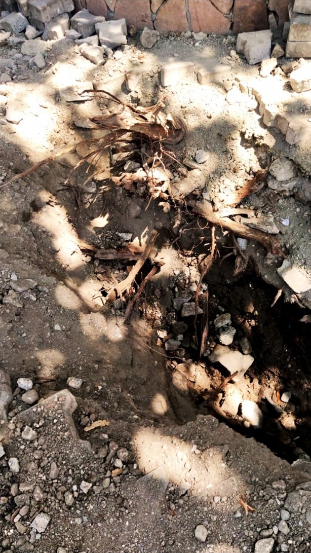 Foto - 270 yıllık anıt ağaca zarar verenler hakkında harekete geçildi