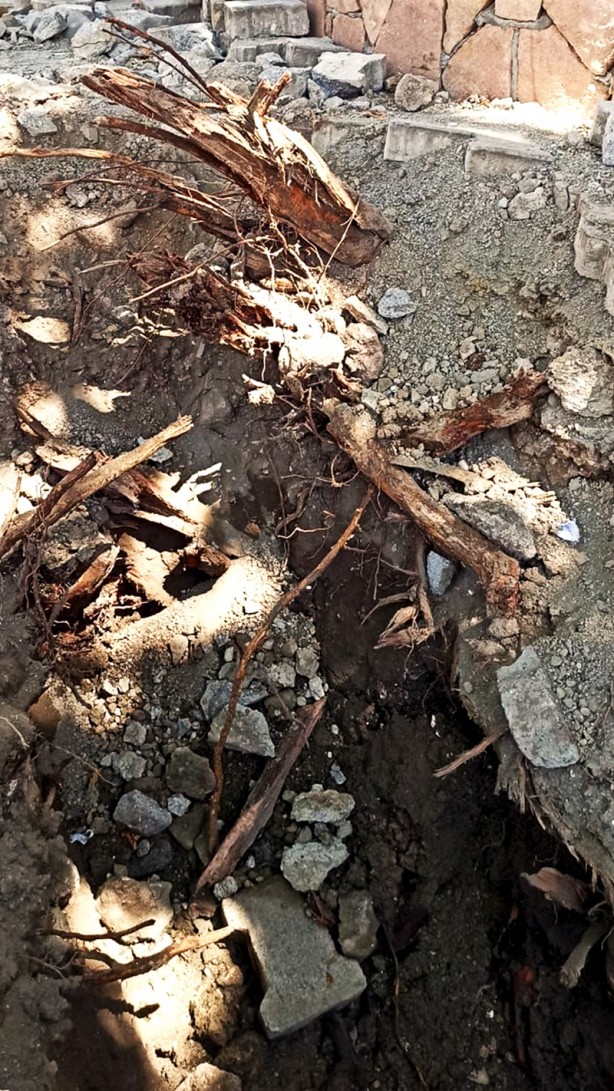 Foto - 270 yıllık anıt ağaca zarar verenler hakkında harekete geçildi