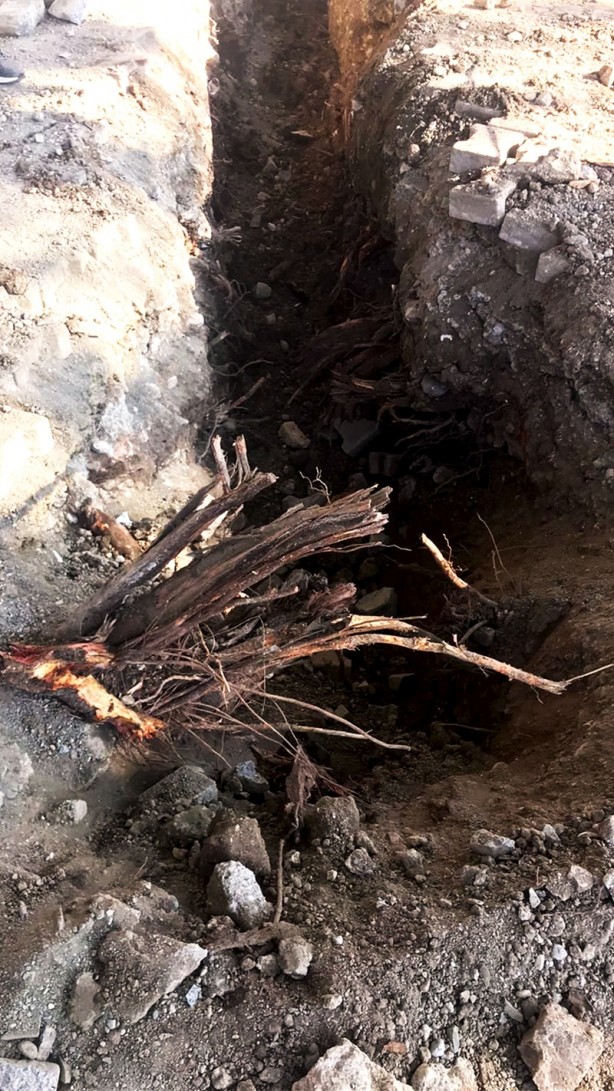 Foto - 270 yıllık anıt ağaca zarar verenler hakkında harekete geçildi