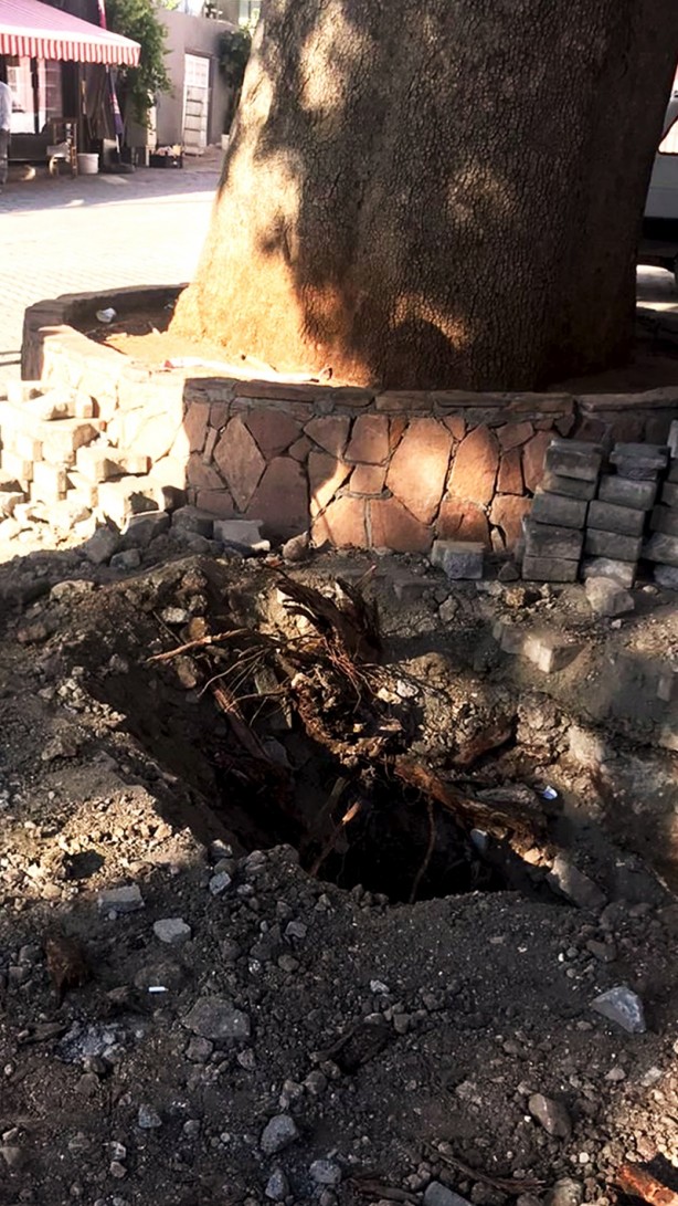 Foto - 270 yıllık anıt ağaca zarar verenler hakkında harekete geçildi