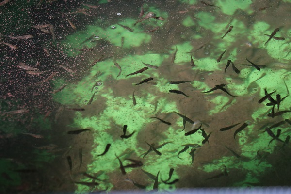 Foto - 2700 rakımda 20 milyon liralık yatırım