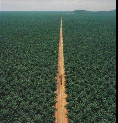 Foto - 29 ülke Suudi Arabistan yerine Türkiye'den almaya başladı! Prens Selman bile bu işe şaşıp kalacak