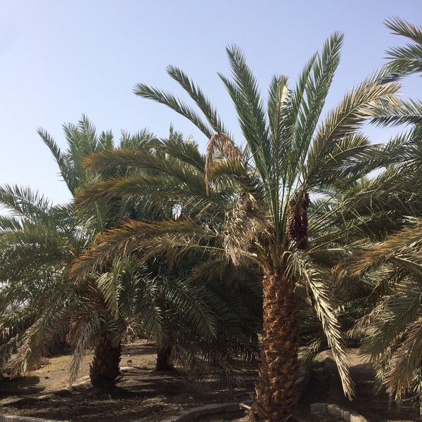 Foto - 29 ülke Suudi Arabistan yerine Türkiye'den almaya başladı! Prens Selman bile bu işe şaşıp kalacak