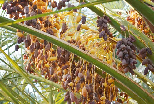 Foto - 29 ülke Suudi Arabistan yerine Türkiye'den almaya başladı! Prens Selman bile bu işe şaşıp kalacak