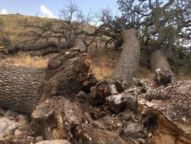 Foto - 3 asırlık ağaca korkudan kimse dokunamıyor