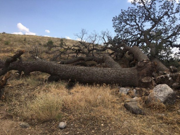 Foto - 3 asırlık ağaca korkudan kimse dokunamıyor