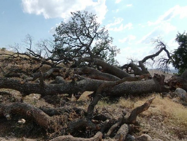 Foto - 3 asırlık ağaca korkudan kimse dokunamıyor