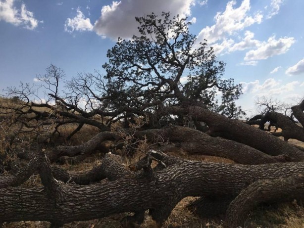 Foto - 3 asırlık ağaca korkudan kimse dokunamıyor