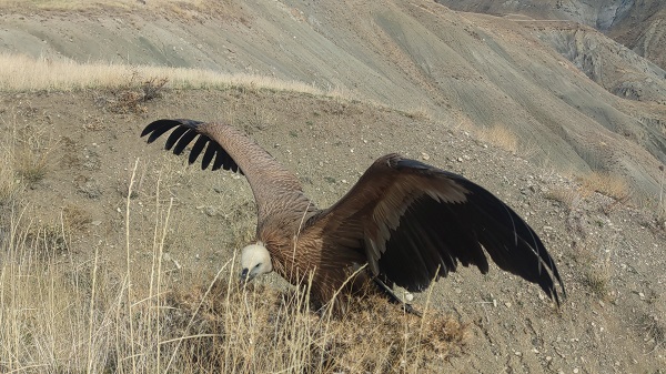 Foto - 3 ay sonra özgürlüğüne kavuştu
