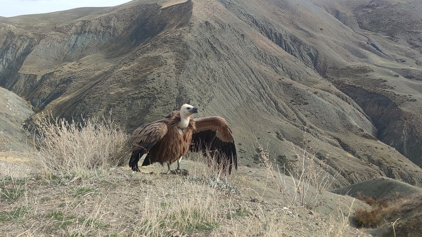Foto - 3 ay sonra özgürlüğüne kavuştu