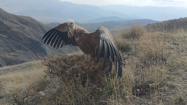 Foto - 3 ay sonra özgürlüğüne kavuştu