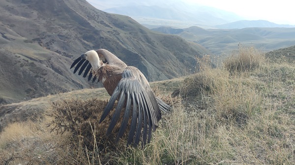 Foto - 3 ay sonra özgürlüğüne kavuştu