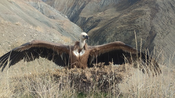 Foto - 3 ay sonra özgürlüğüne kavuştu