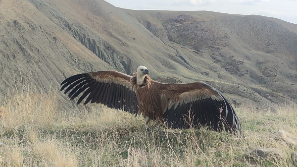 Foto - 3 ay sonra özgürlüğüne kavuştu