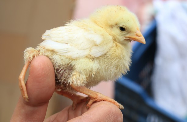Foto - 3 ayaklı civcive ilgi büyük! 10 katı fiyat teklifi geldi