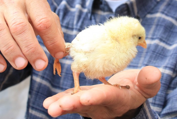 3 ayaklı civcive ilgi büyük! 10 katı fiyat teklifi geldi